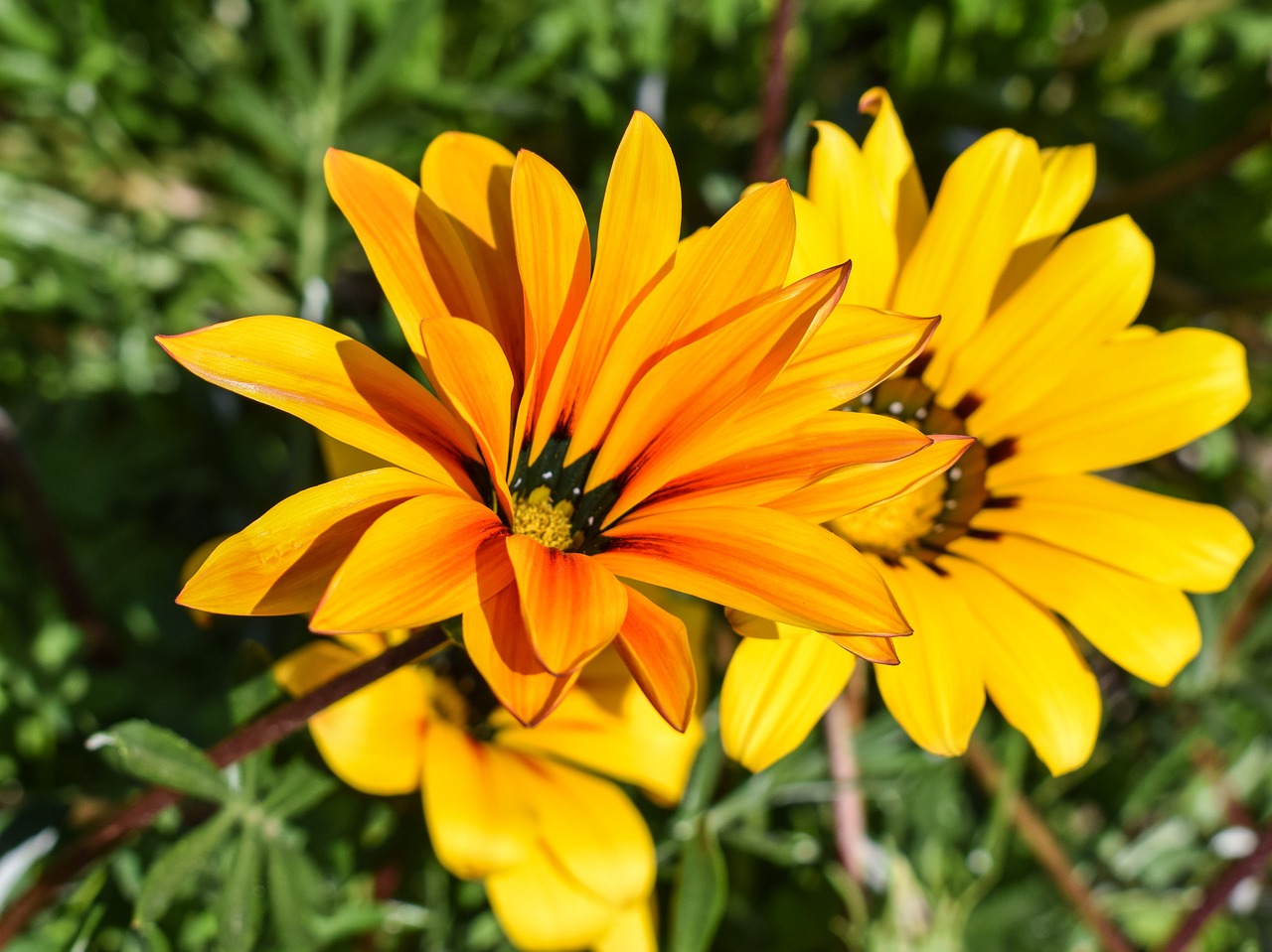 Gazania, Gėlė, Spalvinga, Gamta, Augalas, Gėlių, Pavasaris, Žiedas, Žydėti, Sodas