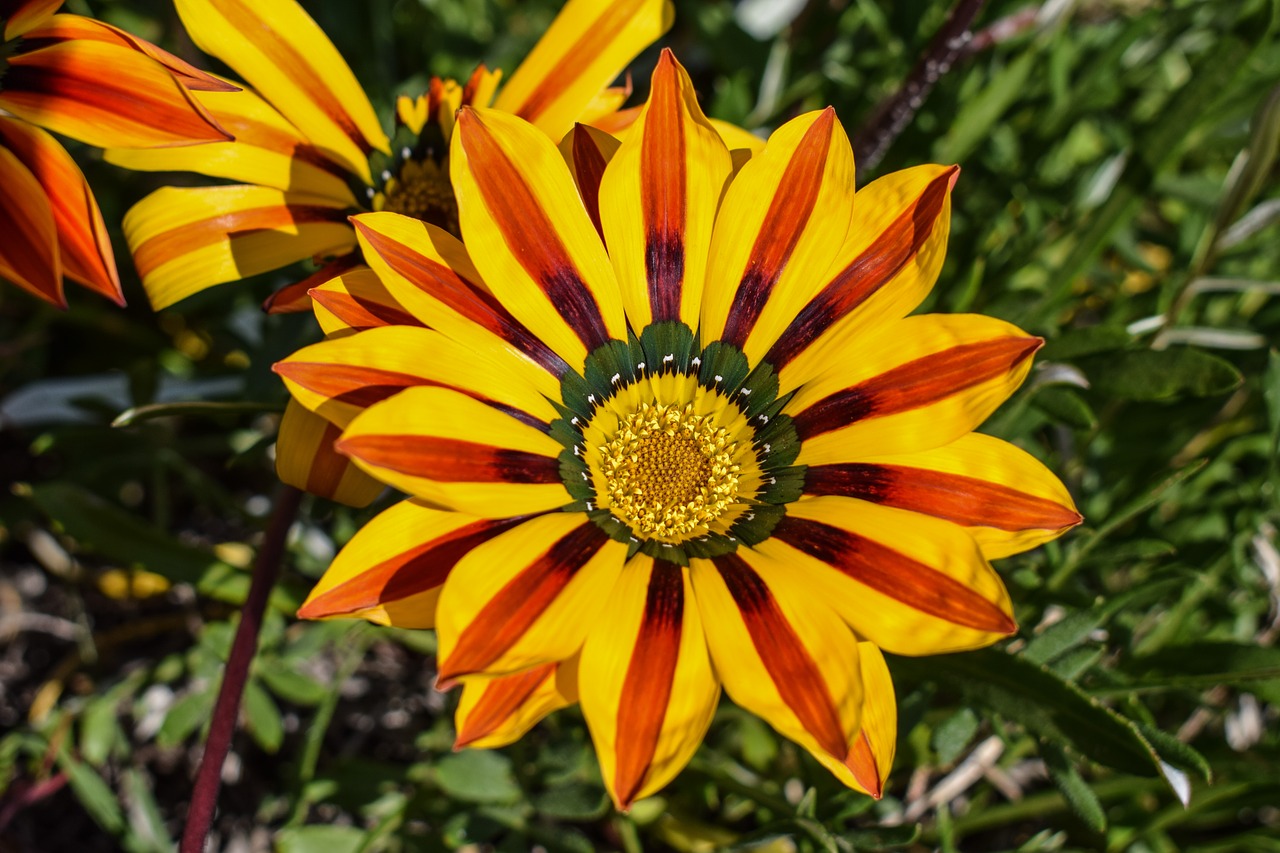 Gazania, Gėlė, Spalvinga, Gamta, Augalas, Gėlių, Pavasaris, Žiedas, Žydėti, Sodas