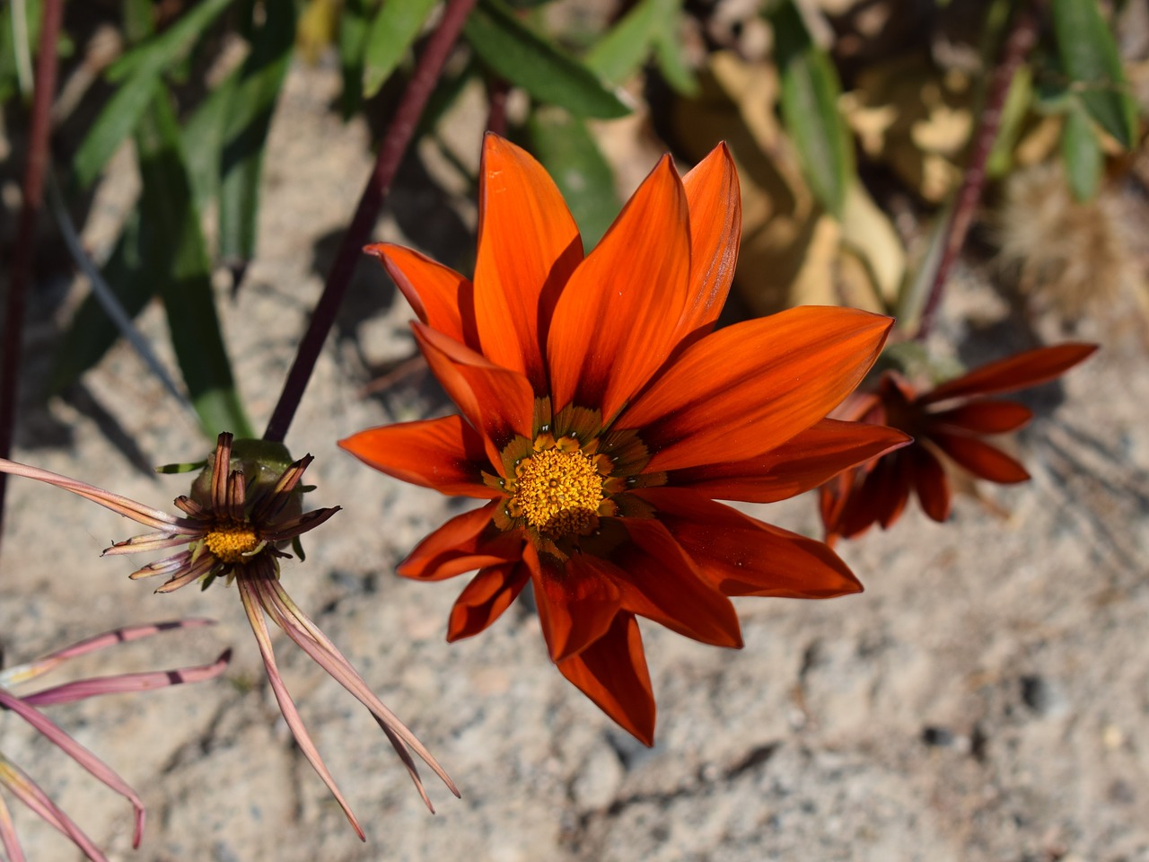 Gazania, Gėlė, Spalvinga, Gamta, Augalas, Gėlių, Pavasaris, Žiedas, Žydėti, Sodas