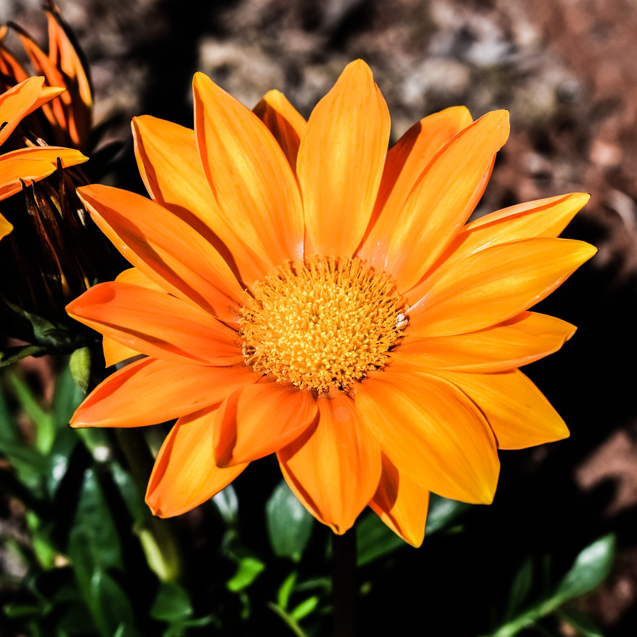 Gazania, Gėlė, Oranžinė, Gamta, Augalas, Sodas, Flora, Žiedas, Žydėti, Šviesus