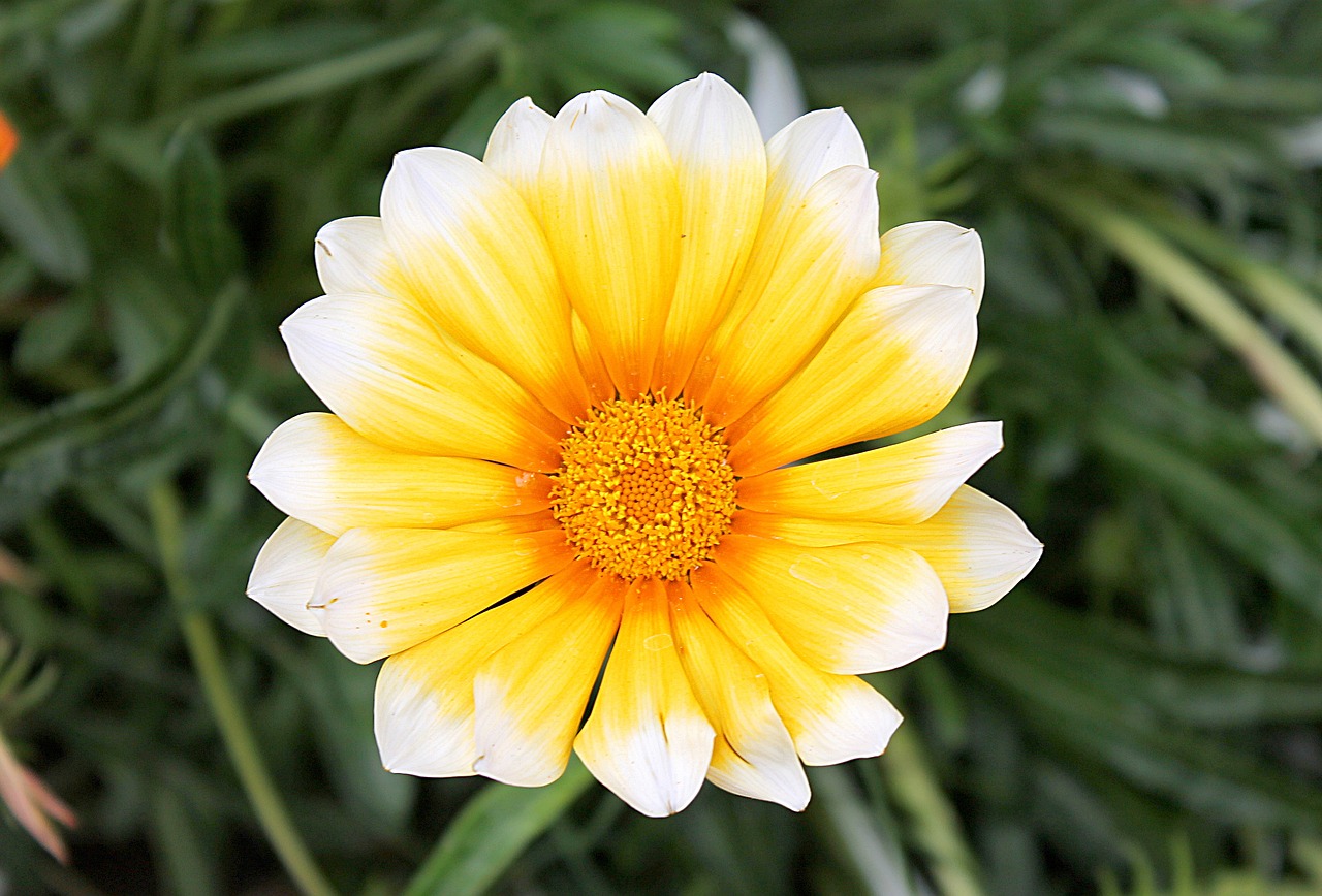 Gazania, Gazania Kietas, Asterų Šeima, Sodo Gėlės, Dekoratyviniai Augalai, Turkija, Nemokamos Nuotraukos,  Nemokama Licenzija