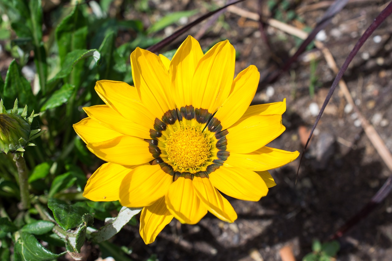 Gazania, Hibridas, Aukso Vidurdienis, Gėlė, Geltonos Gėlės, Subtilus Gėlė, Augalas, Gamta, Žiedas, Žydėti