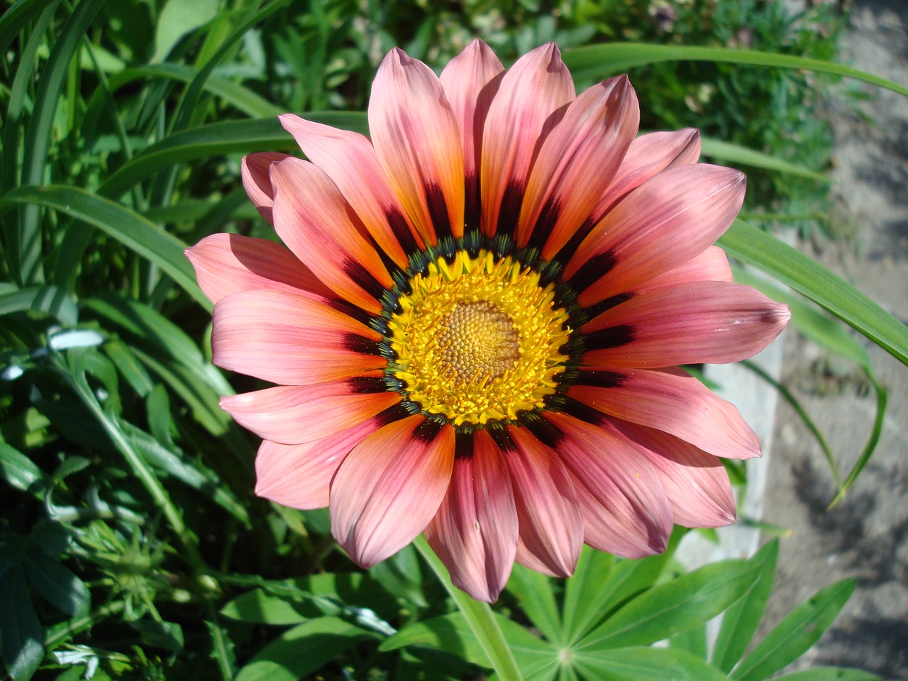 Gazania, African Daisy, Gėlė, Nemokamos Nuotraukos,  Nemokama Licenzija