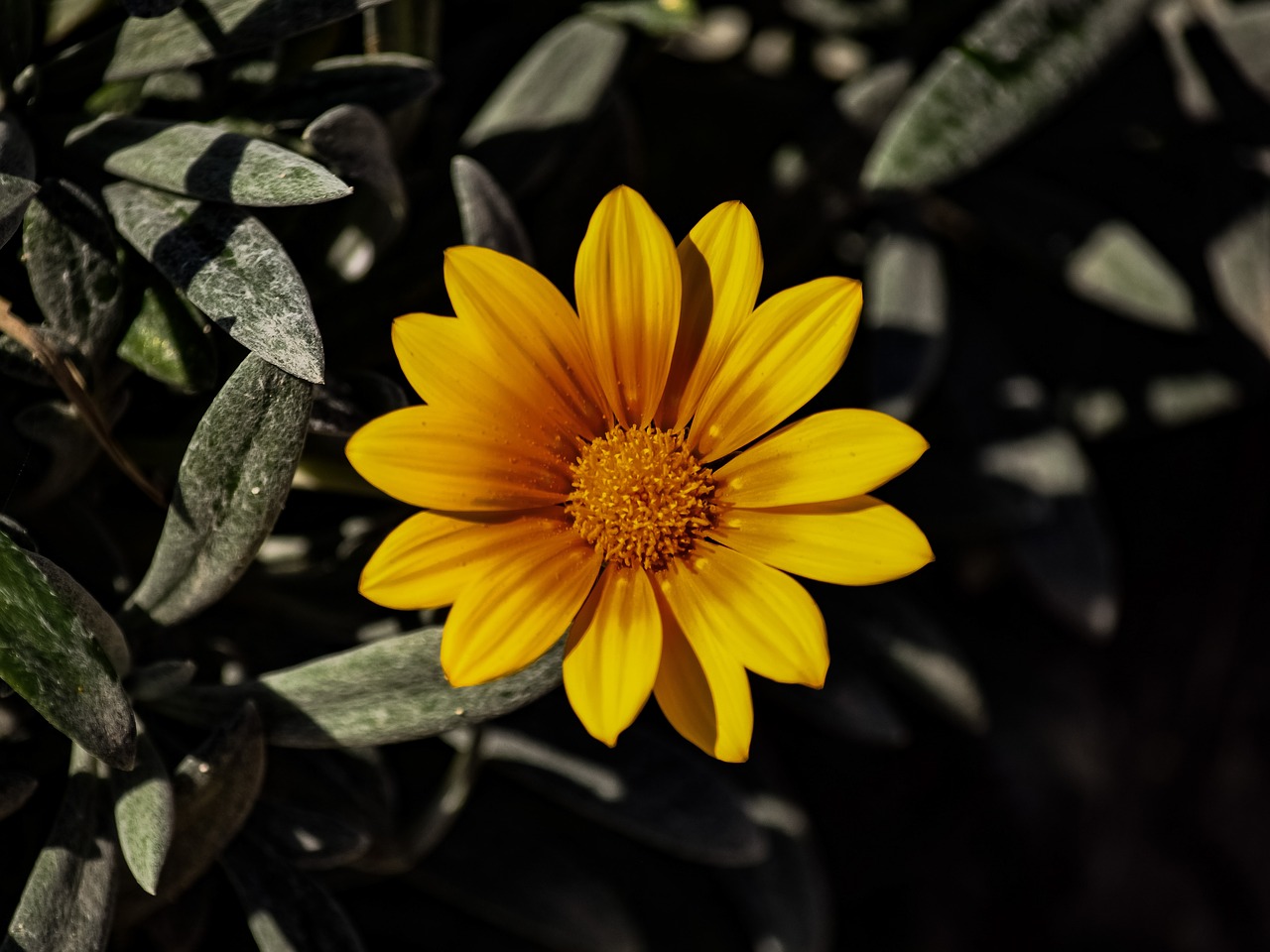 Gazania,  Pobūdį,  Floros,  Gėlė,  Geltona,  Ammophilous,  Augalų,  Žydi, Nemokamos Nuotraukos,  Nemokama Licenzija