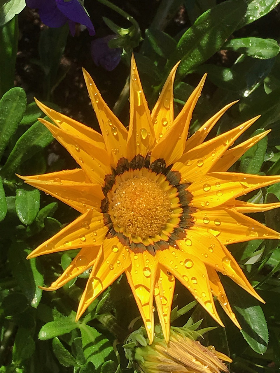 Gazania,  Gėlė,  Vasara,  Laistyti Augalus,  Floros,  Spalvinga,  Oranžinė,  Žiedas,  Žiedlapis,  Lašelis