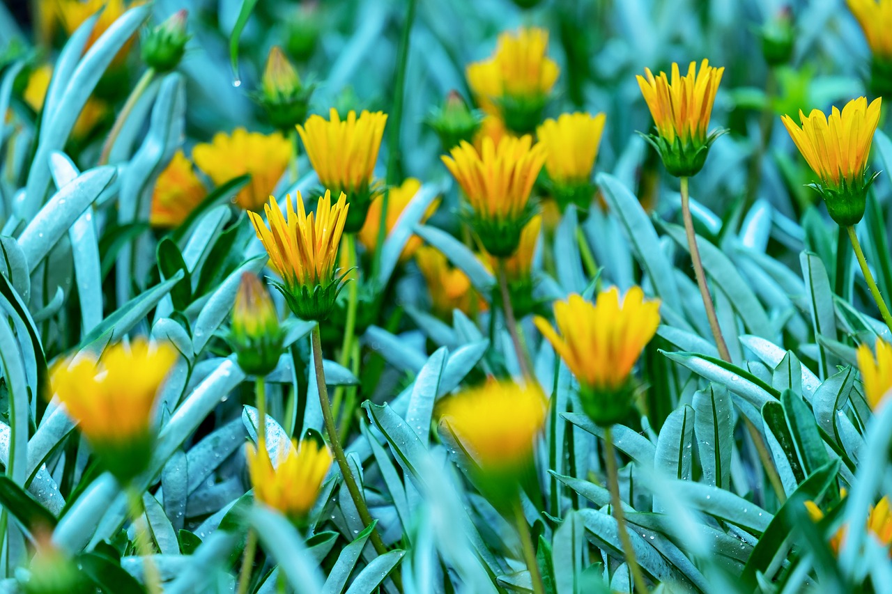 Gazania,  Gėlės,  Žiedas,  Žydi,  Geltona,  Aukso Val,  Augalų,  Kompozitai,  Asteraceae,  Sonnentaler