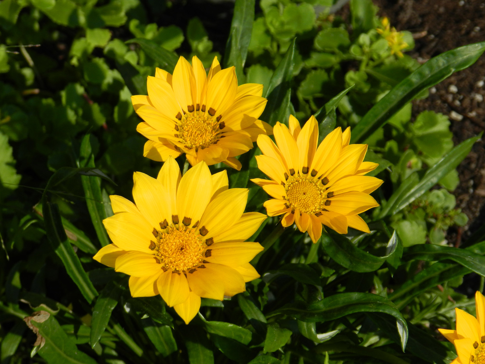 Gazania,  Geltona,  Gėlės,  Geltona Gazania (1), Nemokamos Nuotraukos,  Nemokama Licenzija