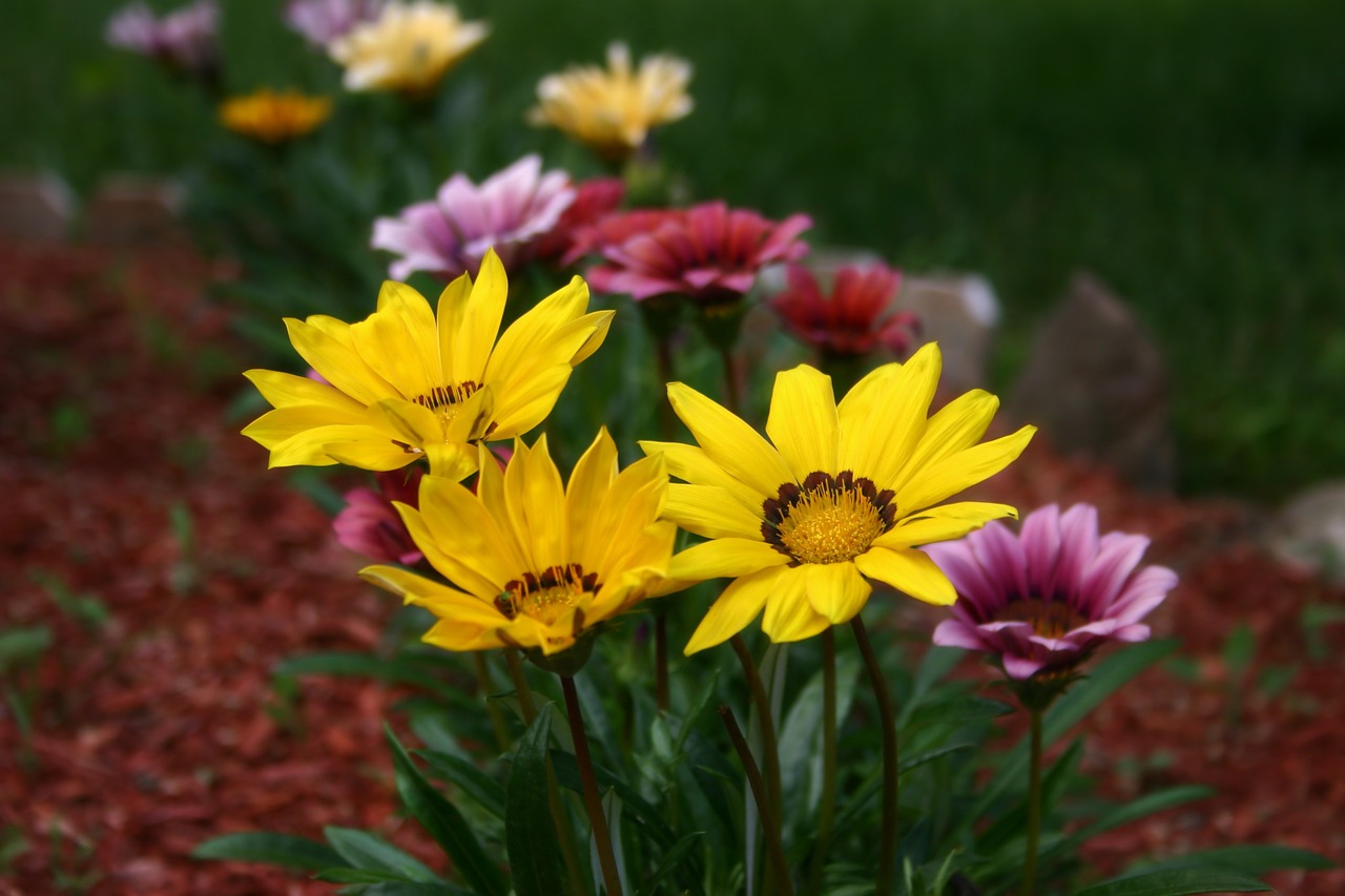 Gazanias, Gėlės, Augalas, Spalvinga, Žydi, Gamta, Flora, Botanikos, Nemokamos Nuotraukos,  Nemokama Licenzija