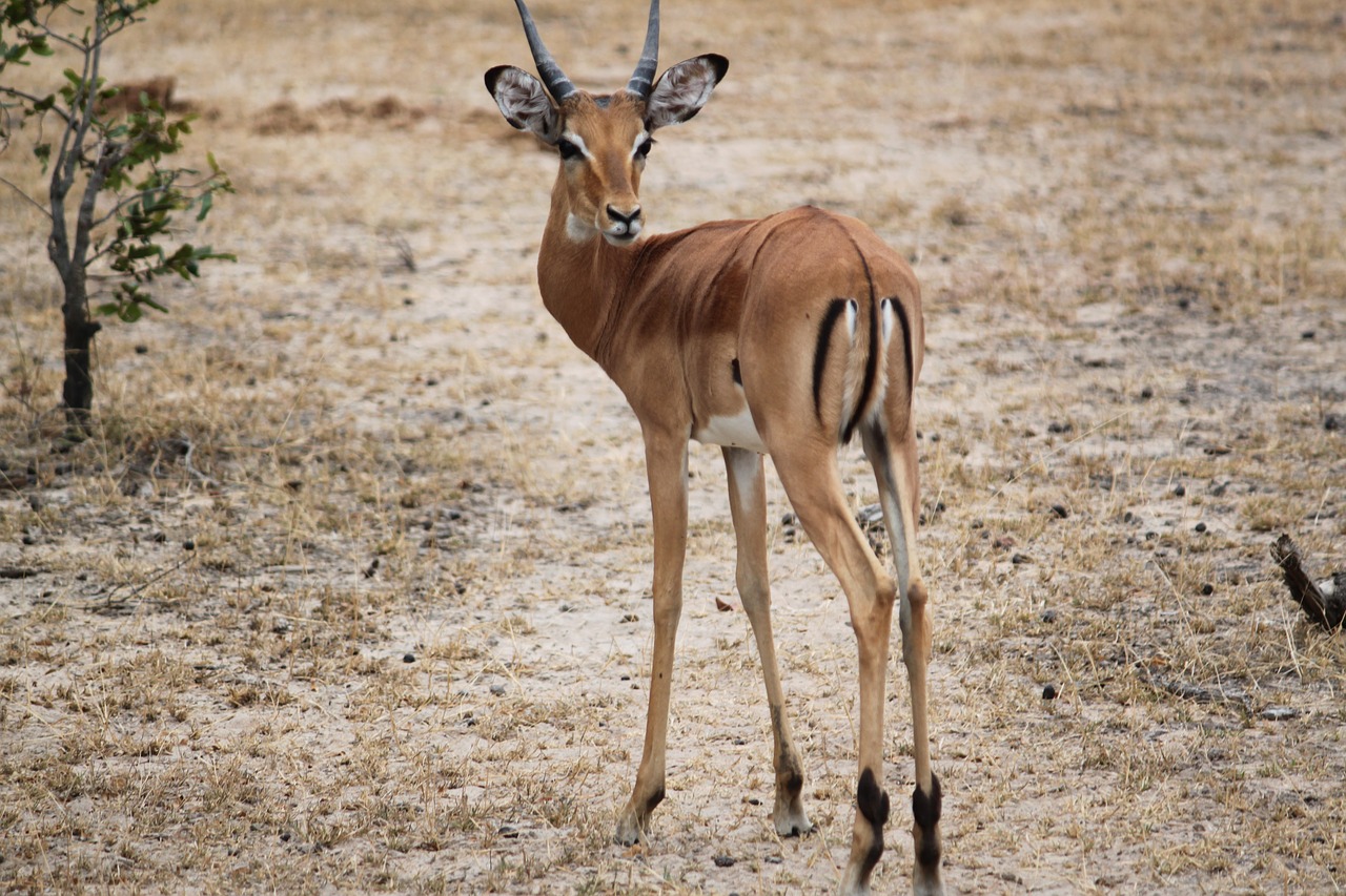 Gazelė, Afrika, Safari, Serengeti, Gyvūnas, Nemokamos Nuotraukos,  Nemokama Licenzija