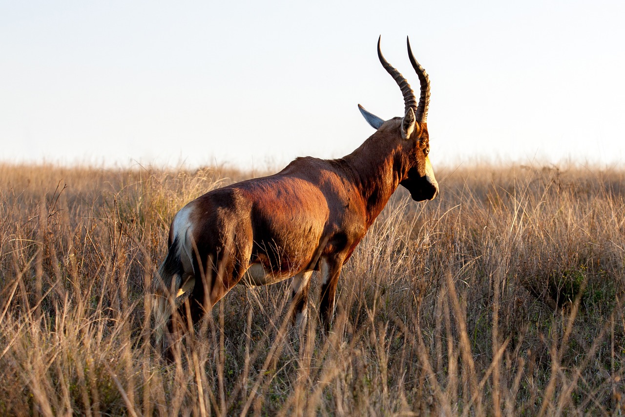 Gazelė, Afrikos, Gyvūnas, Laukinė Gamta, Saulėlydis, Prairie, Laukinė Gamta, Žvilgsnis, Nemokamos Nuotraukos,  Nemokama Licenzija