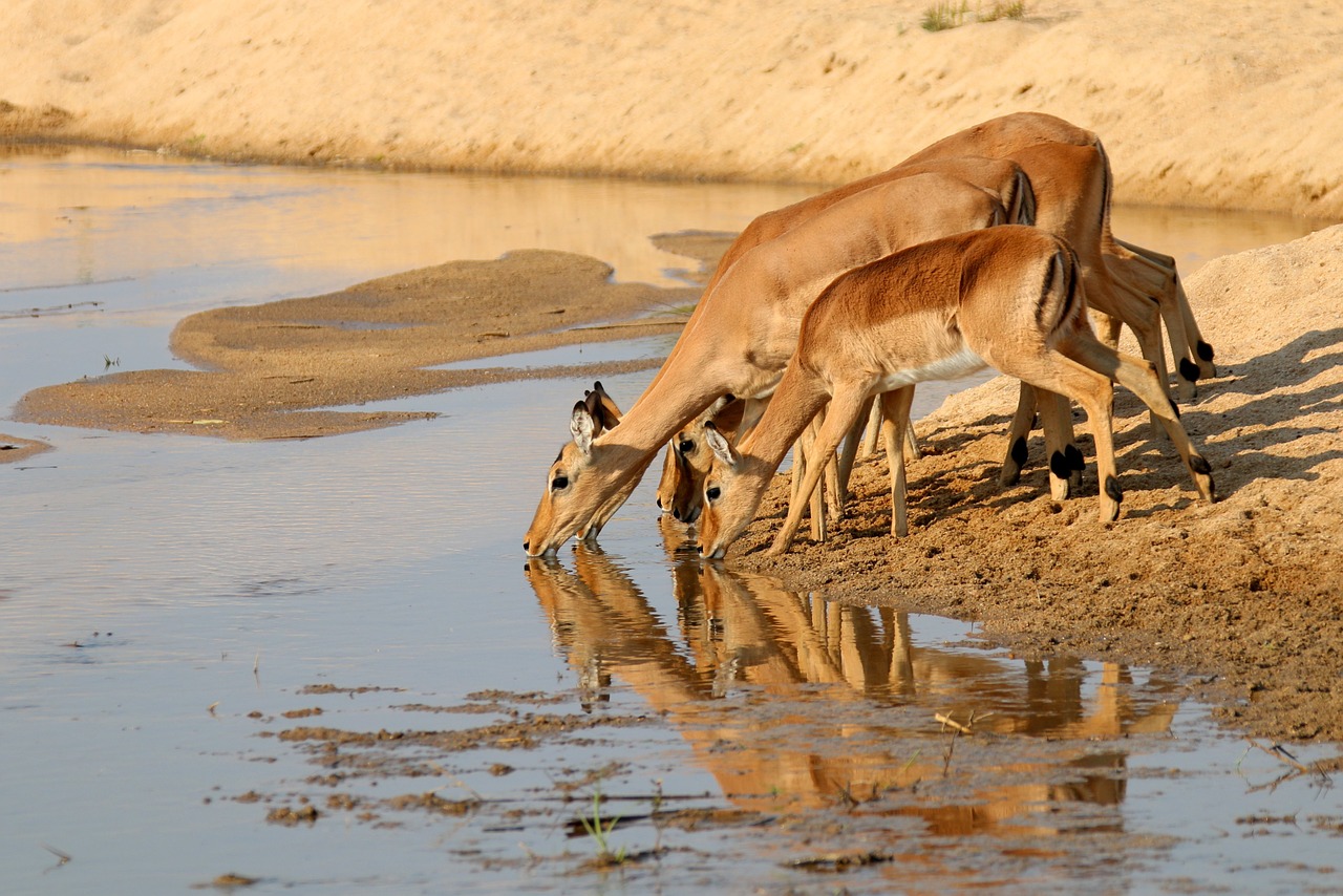 Gazelė, Antilopė, Kudu, Afrika, Laukinė Gamta, Gyvūnas, Gamta, Laukiniai, Sabi, Smėlis