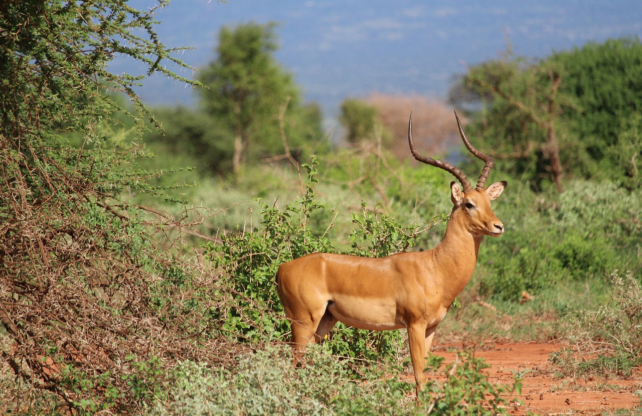 Gazelė, Tsavo, Safari, Nemokamos Nuotraukos,  Nemokama Licenzija