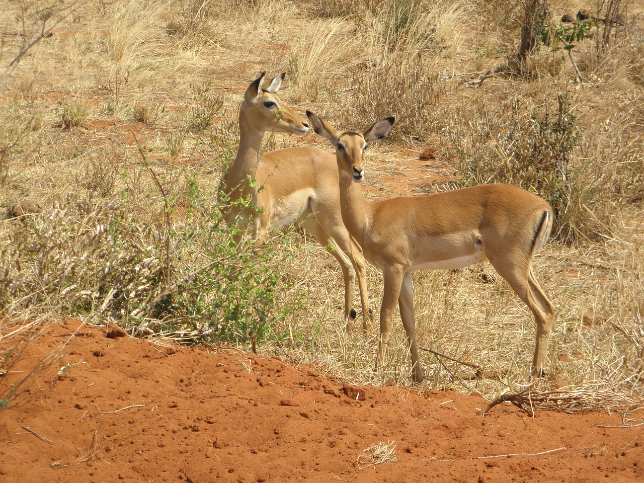 Gazelė, Kenya, Laukinė Gamta, Afrika, Gyvūnas, Laukiniai, Gamta, Parkas, Dykuma, Safari