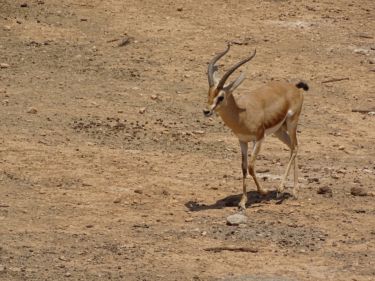 Gazelė, Gyvūnas, Laukiniai Gyvūnai, Afrika, Nemokamos Nuotraukos,  Nemokama Licenzija