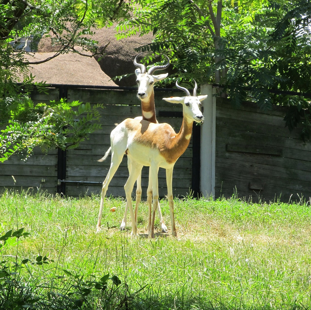 Gazelės, Antilopės, Laukinė Gamta, Gamta, Gyvūnas, Gaubtas, Zoologijos Sodas, Lauke, Portretas, Žiūri