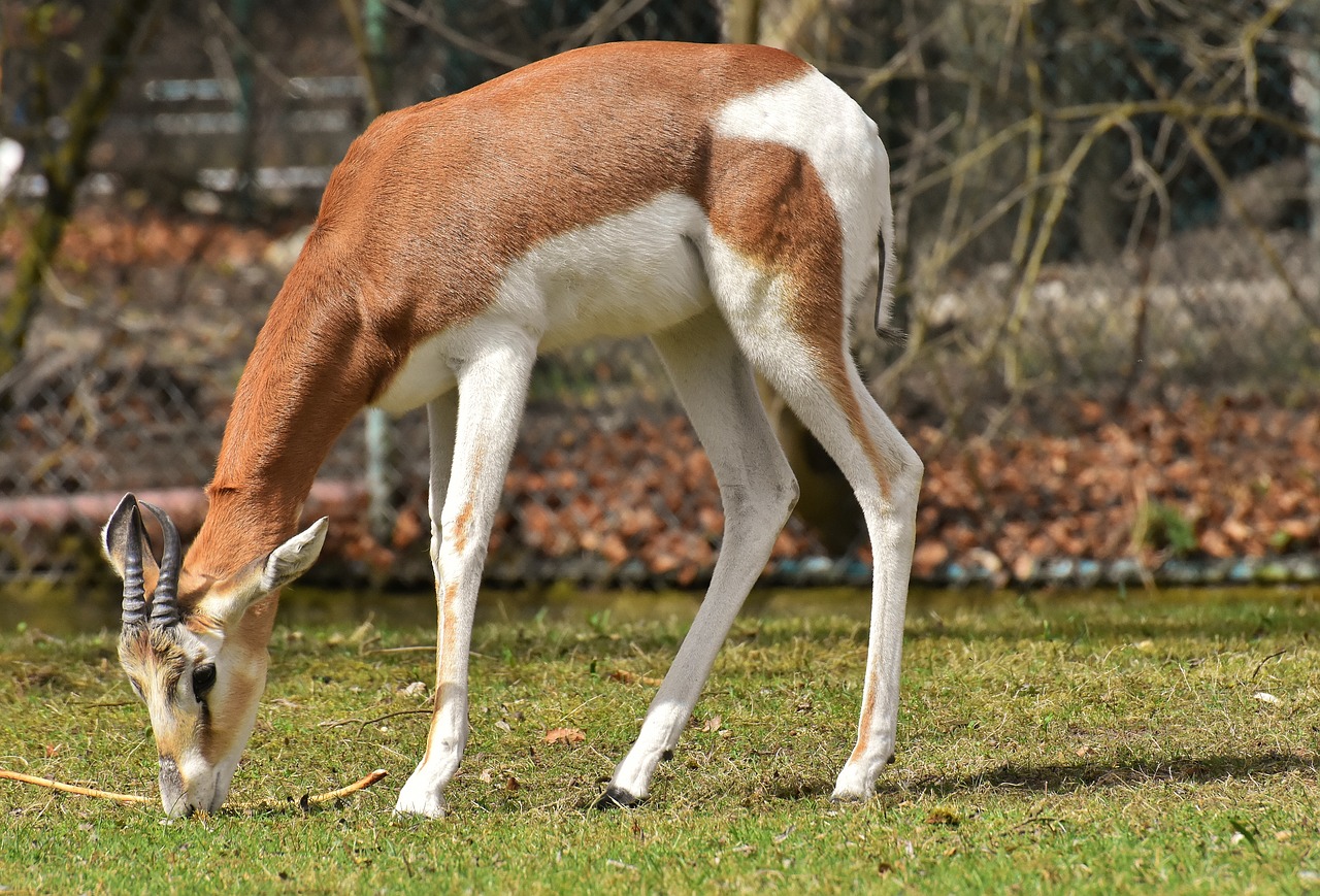 Gazelių,  Laukiniai Gyvūnai,  Pora,  Afrikos Gyvūnų,  Gyvūnijos Pasaulyje,  Pobūdį,  Gyvūnas,  Gyvūnijos,  Antilopė,  Impala