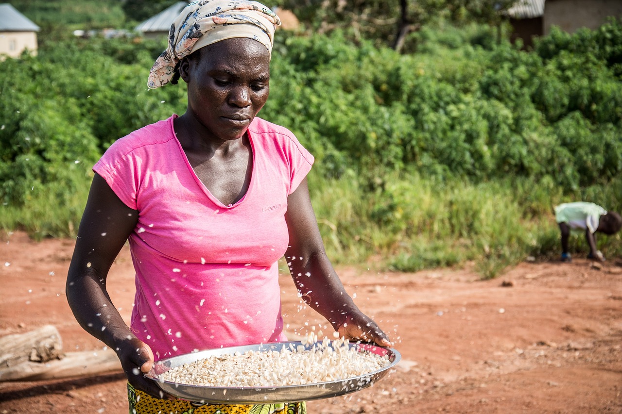 Gbagyi Moteris, Ūkininkas, Abuja, Nigerija, Kukurūzai, Kaimo Bendruomenė, Nemokamos Nuotraukos,  Nemokama Licenzija