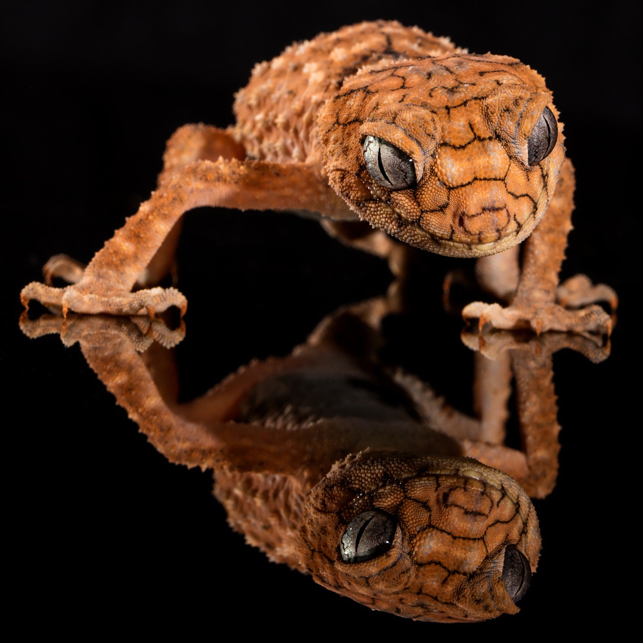 Gecko, Grubus Rankenėlė, Driežas, Australia, Rankšluosčiai, Ropliai, Centrinis, Laukinė Gamta, Šypsena, Nemokamos Nuotraukos