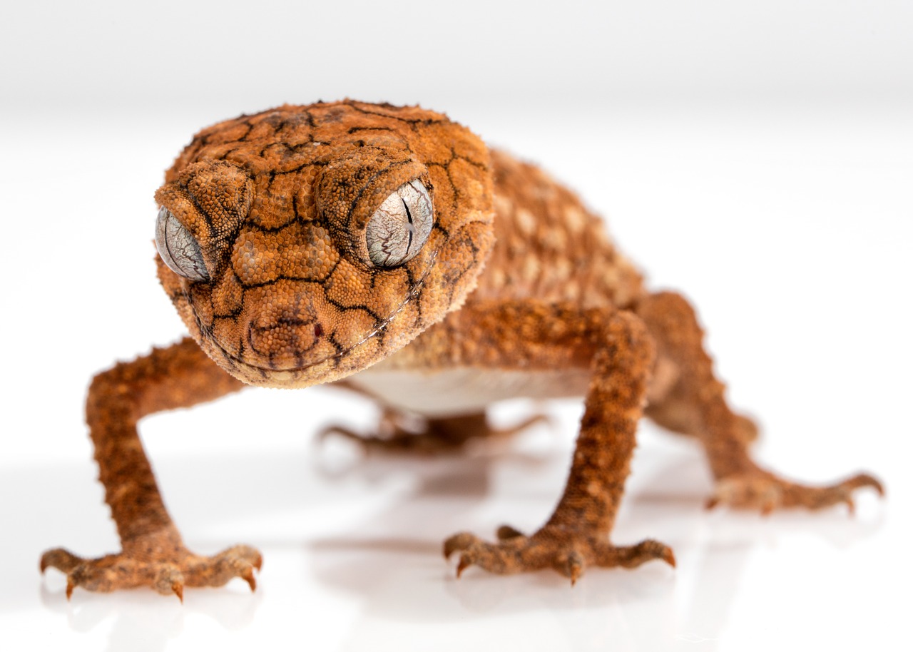 Gecko, Grubus Rankenėlė, Centrinis, Driežas, Gyvūnas, Australia, Rankena, Ropliai, Uodega, Veidas