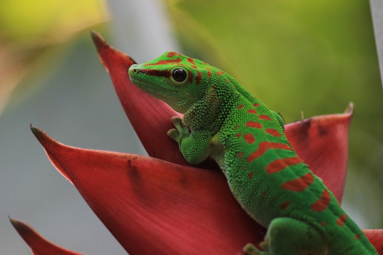 Gecko, St Louis, Botanikos, Sodas, Klimatronas, Nemokamos Nuotraukos,  Nemokama Licenzija