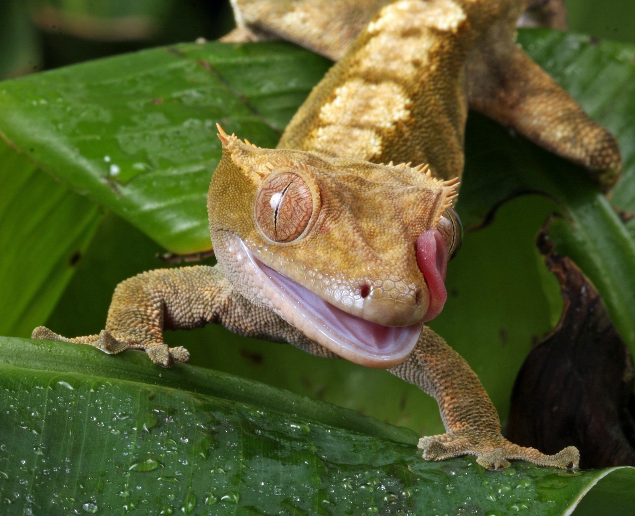 Gecko, Liežuvis, Flicking, Makro, Portretas, Iš Arti, Detalės, Naujas Caledonian Crested Gecko, Ropliai, Nuotrauka