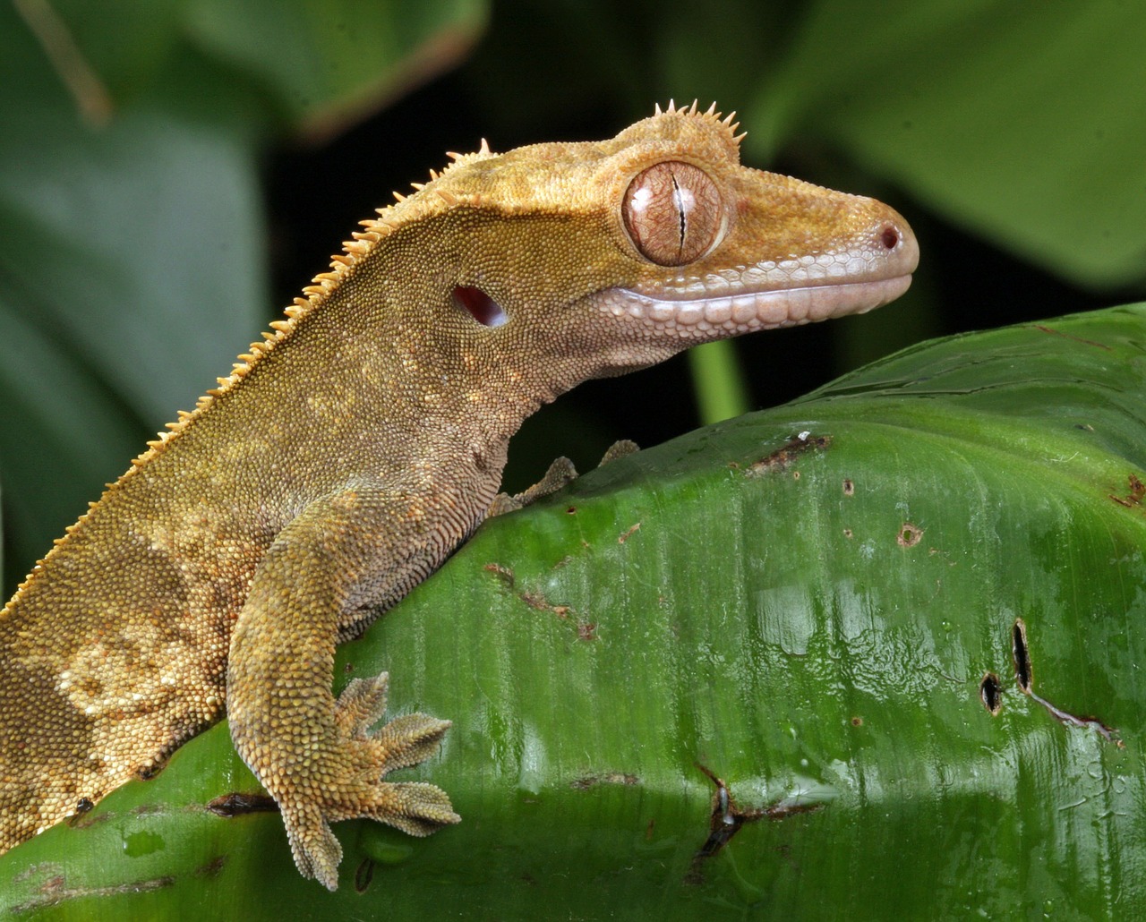 Gecko, Iš Arti, Makro, Portretas, Detalės, Naujas Caledonian Crested Gecko, Ropliai, Gamta, Nuotrauka, Vaizdas