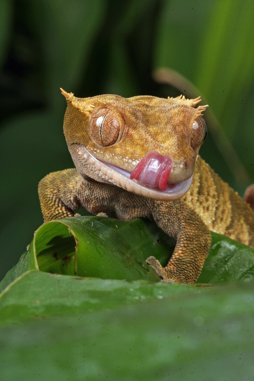 Gecko, Makro, Iš Arti, Vaizdas, Detalės, Liežuvis, Lyžis, Burna, Lūpos, Naujas Caledonian Crested Gecko