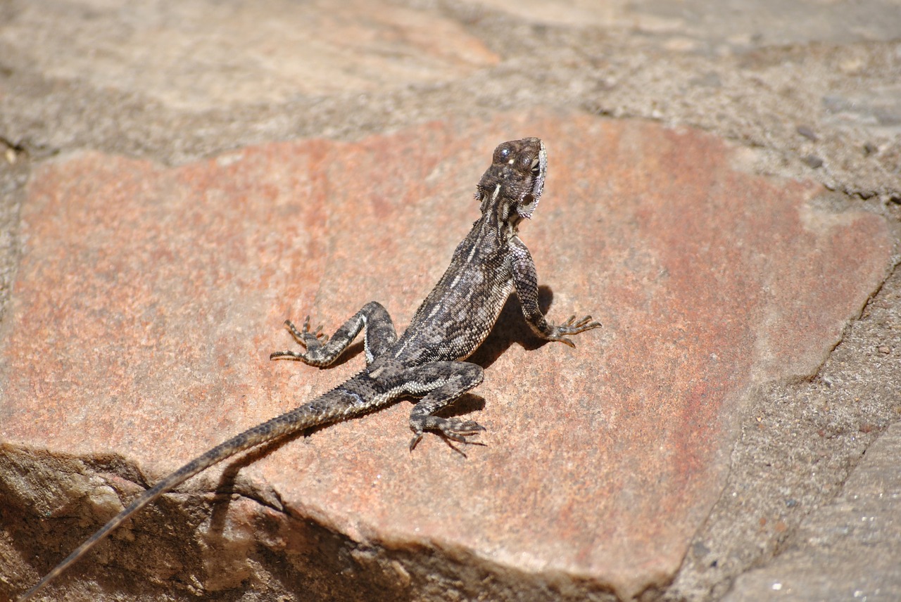 Gecko, Driežas, Salamandras, Afrika, Serengeti, Ropliai, Nemokamos Nuotraukos,  Nemokama Licenzija