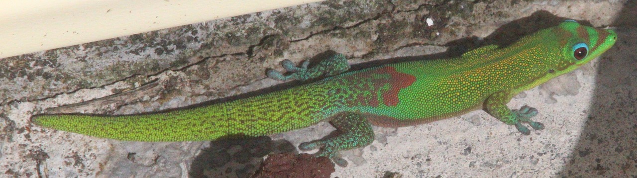 Gecko, Hawaii, Gamta, Gyvūnas, Driežas, Nemokamos Nuotraukos,  Nemokama Licenzija