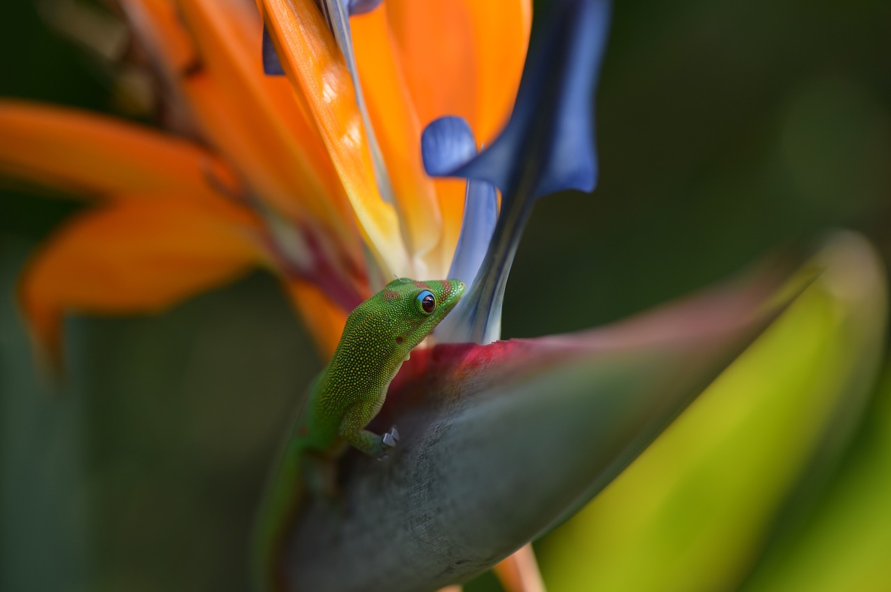 Gecko, Rojaus Paukštis, Atogrąžų, Hawaii, Gamta, Egzotiškas, Gėlė, Augalas, Tropinis, Spalvinga