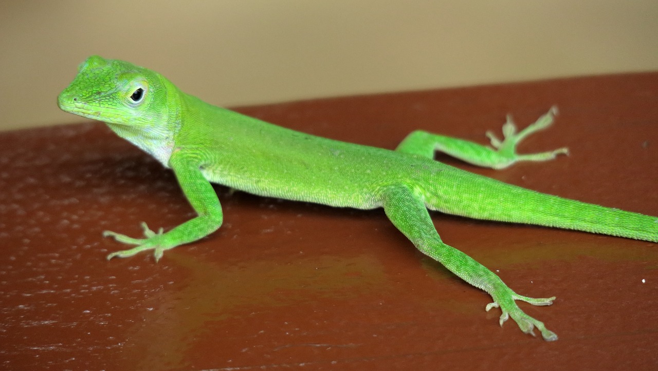 Gecko,  Žalias,  Žalioji Gecko,  Driežas,  Dieną Gecko,  Gyvūnas,  Roplys, Nemokamos Nuotraukos,  Nemokama Licenzija