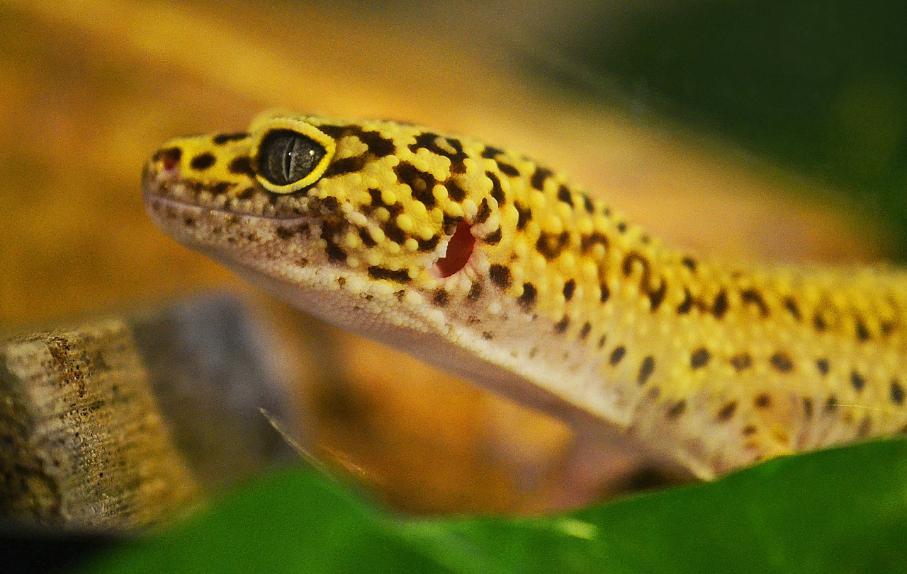 Gecko, Leopardo Gecko, Driežas, Ropliai, Leopardas, Laukinė Gamta, Žiūri, Padaras, Geltona, Gyvūnas