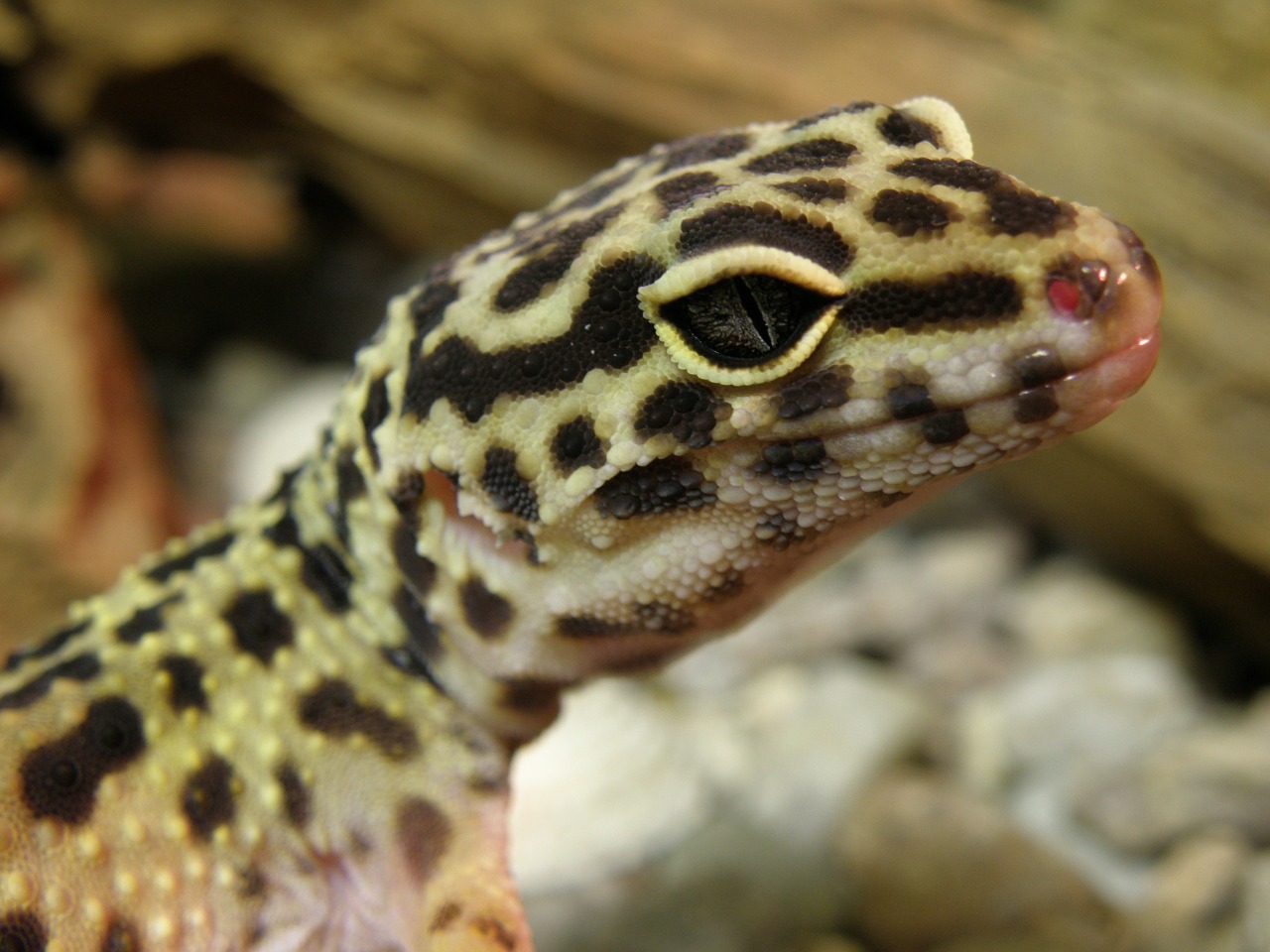 Gecko, Eublepharis, Gekončík, Galva, Išsamiai, Akis, Nemokamos Nuotraukos,  Nemokama Licenzija