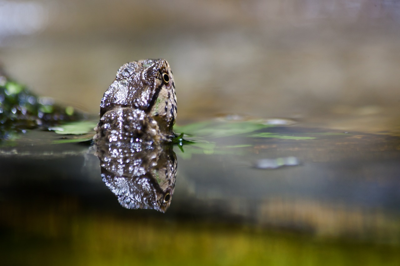 Gecko, Gyvūnas, Vanduo, Tvenkinys, Uždaryti, Gyvūnų Portretas, Driežas, Gyvūnų Pasaulis, Ropliai, Gamta