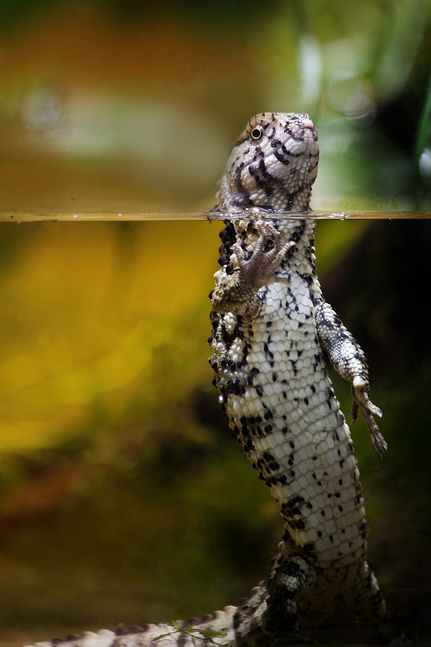 Gecko, Gyvūnas, Vanduo, Driežai, Padaras, Ropliai, Gamta, Gyvūnų Pasaulis, Ropliai, Uždaryti