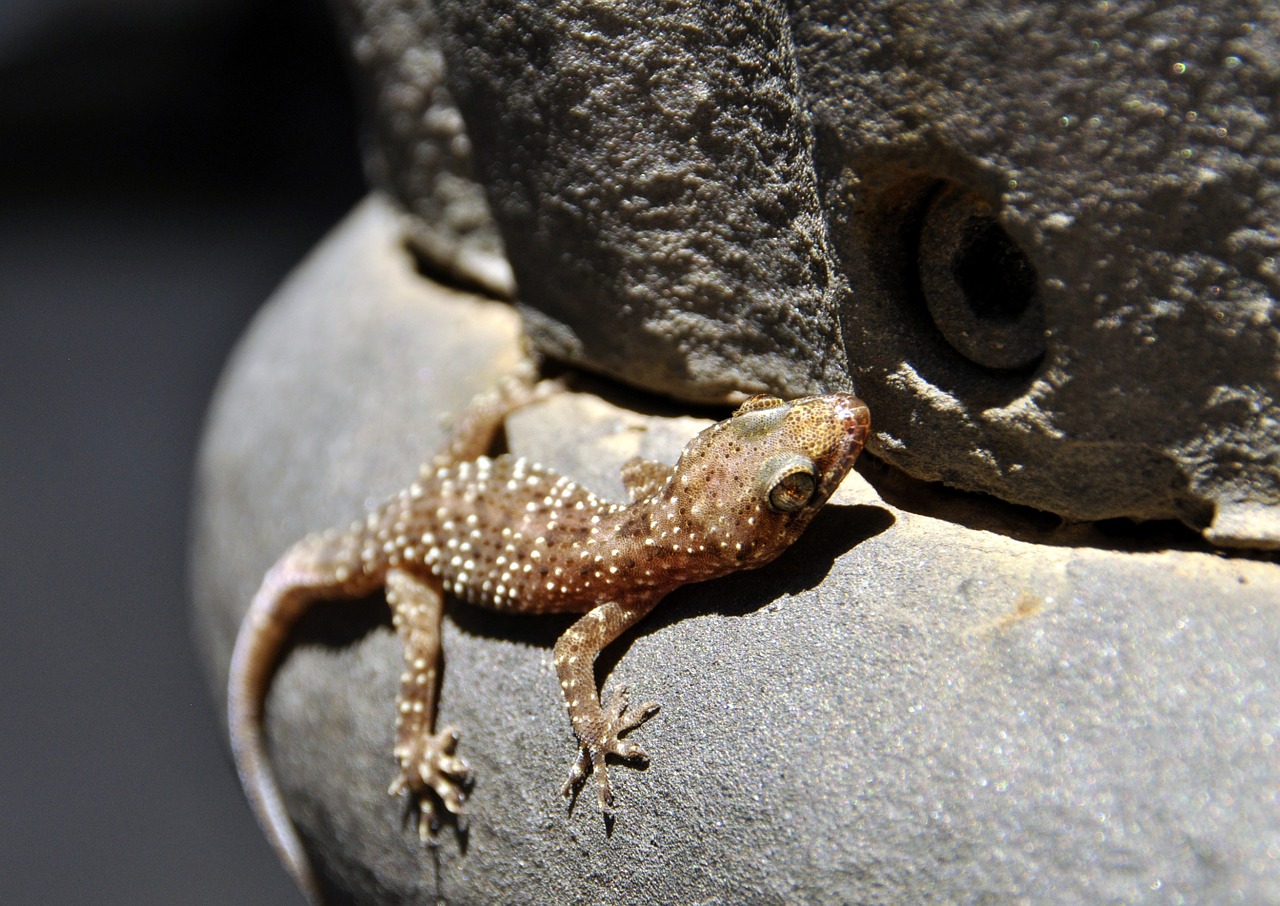 Gecko, Gyvūnas, Barcelona, Gamta, Uolingas, Akmenys, Lizardas, Mažai, Makro, Nemokamos Nuotraukos