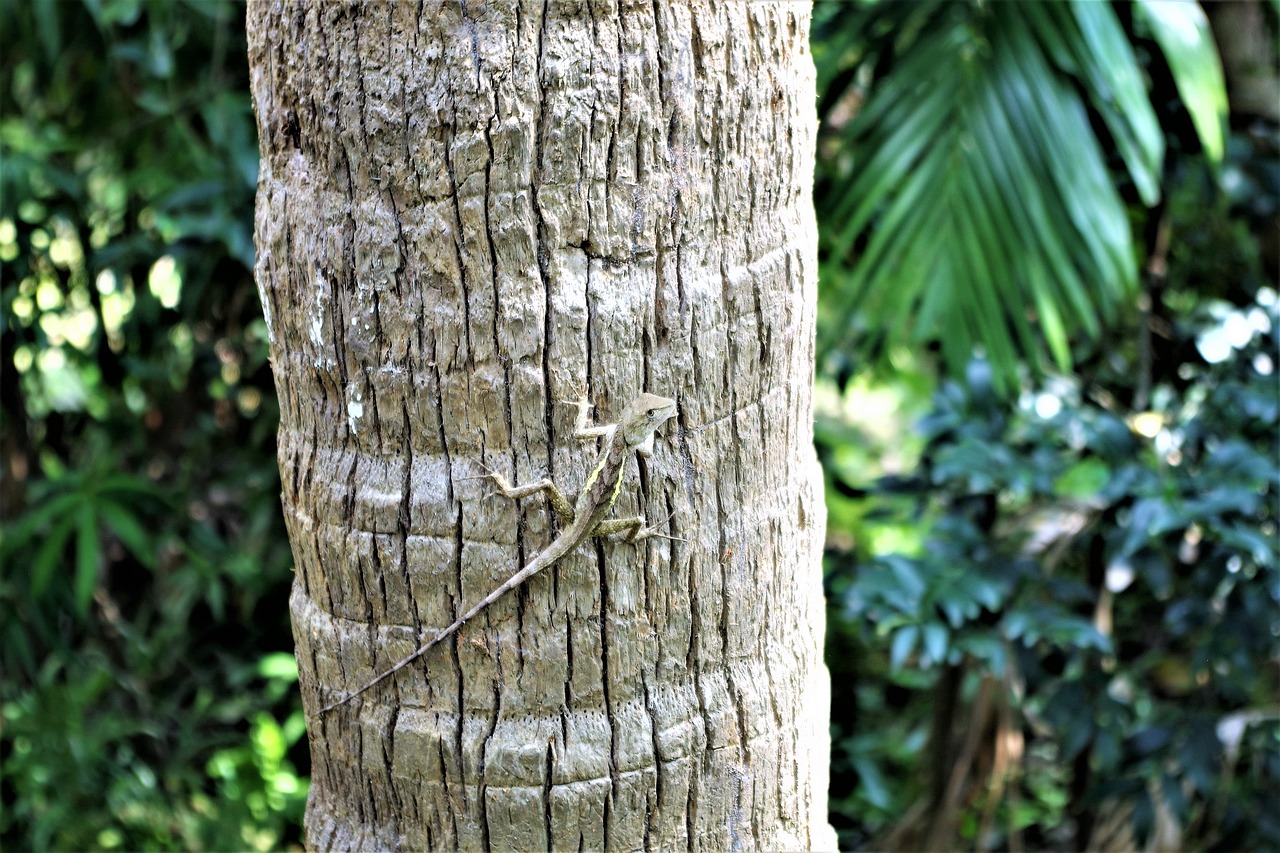 Gecko Ant Medžio,  Roplys,  Pobūdį,  Gyvūnijos Pasaulyje,  Driežas,  Medis,  Žalias,  Drakonas,  Tropical,  Terariumas