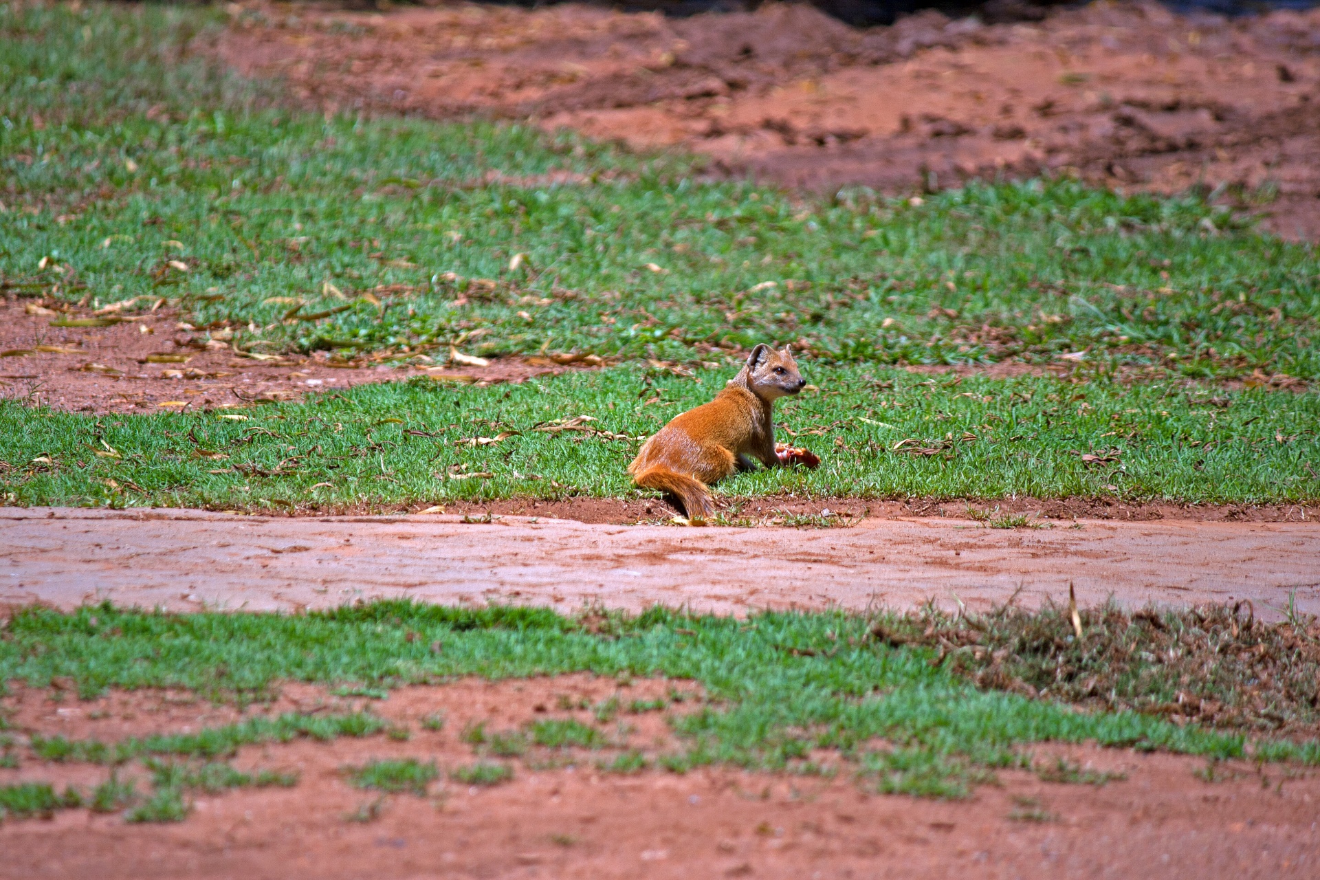 Meerkat,  Mangoze,  Geltona & Nbsp,  Uodega,  Laukinis & Nbsp,  Gyvūnas,  Gamta,  Geelstert Meerkat Atgal, Nemokamos Nuotraukos,  Nemokama Licenzija