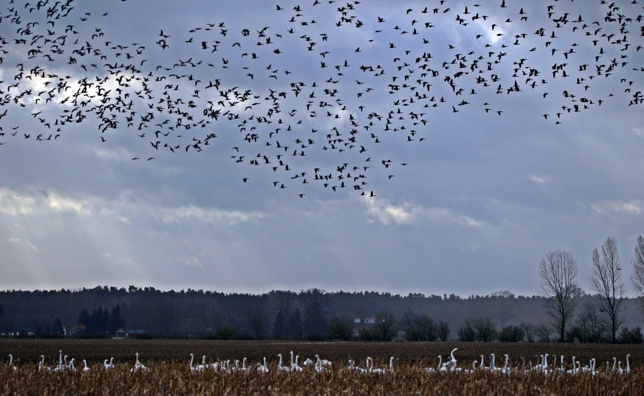 Žąsys, Paukščių Pulkai, Migruojanti Paukštis, Swarm, Paukštis, Kraštovaizdis, Gamta, Mecklenburg West Pomerania, Griese Plotas, Nemokamos Nuotraukos