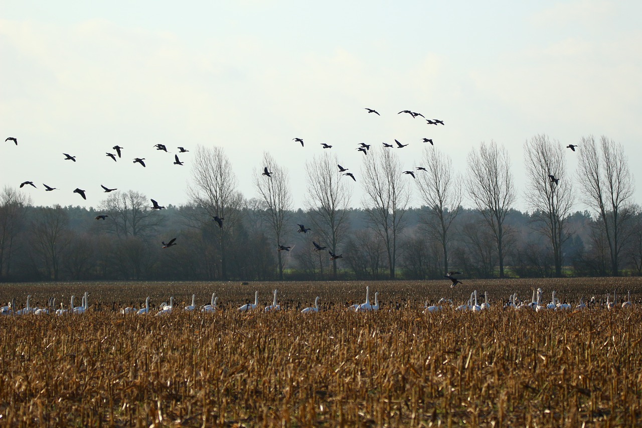 Žąsys, Whooper Gulbis, Paukštis, Gulbės, Žąsis, Migruojanti Paukštis, Vandens Paukštis, Paukščių Pulkai, Migruojantys Paukščiai, Swarm