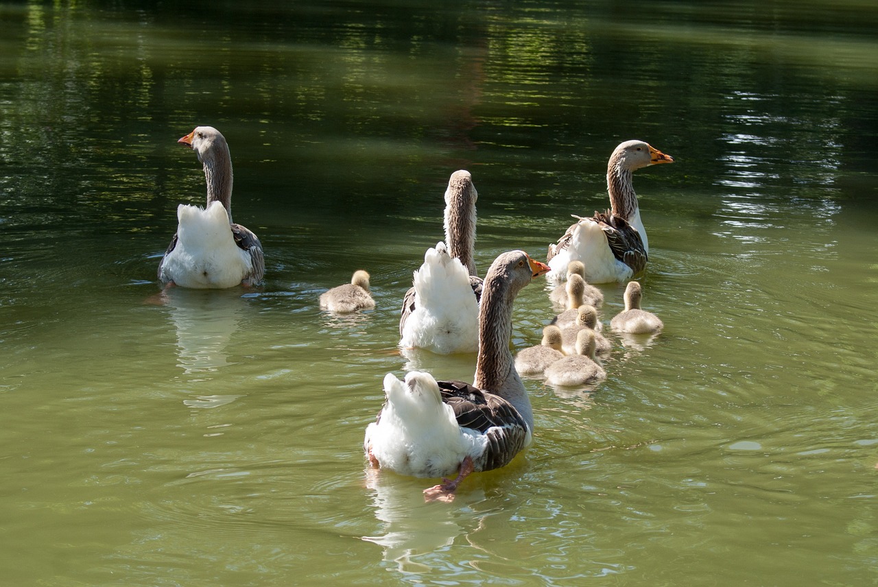 Žąsys, Šeima, Vandens Planas, Goslings, Vanduo, Gamta, Paukščiai, Namur, Nemokamos Nuotraukos,  Nemokama Licenzija