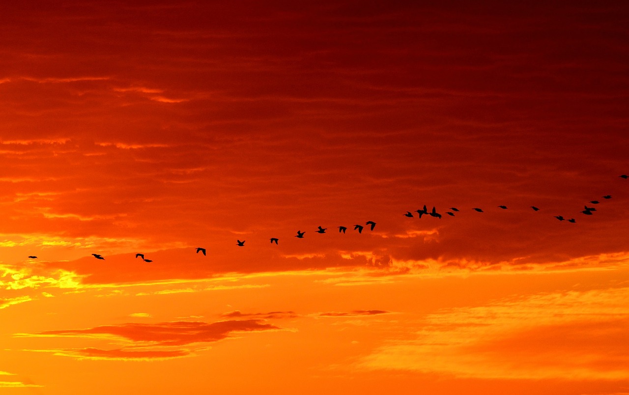 Žąsys, Skraidantis, Saulėtekis, Laukinė Gamta, Paukščiai, Gamta, Skrydis, Vandens Paukščiai, Flock, Grupė