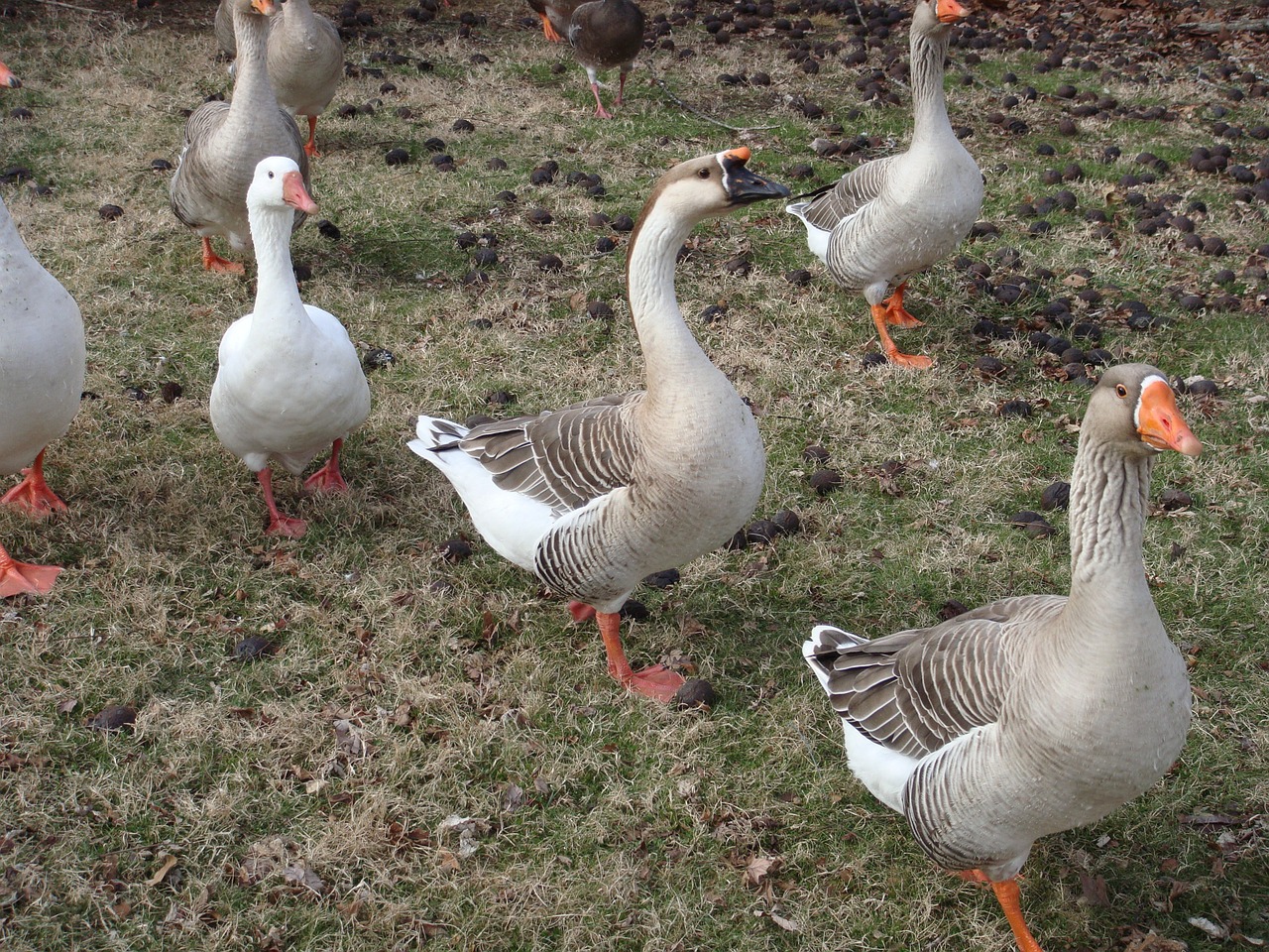 Žąsys, Antis, Gamta, Naminiai Paukščiai, Snapas, Plunksna, Grupė, Laukiniai, Ūkis, Flock