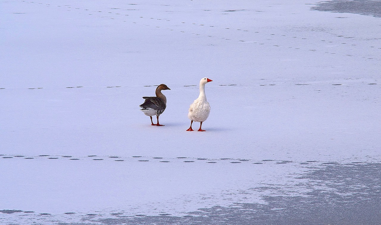 Žąsys, Sniegas, Ledas, Paukštis, Balta, Gyvūnas, Žiema, Vanduo, Vandens Paukščiai, Lauke