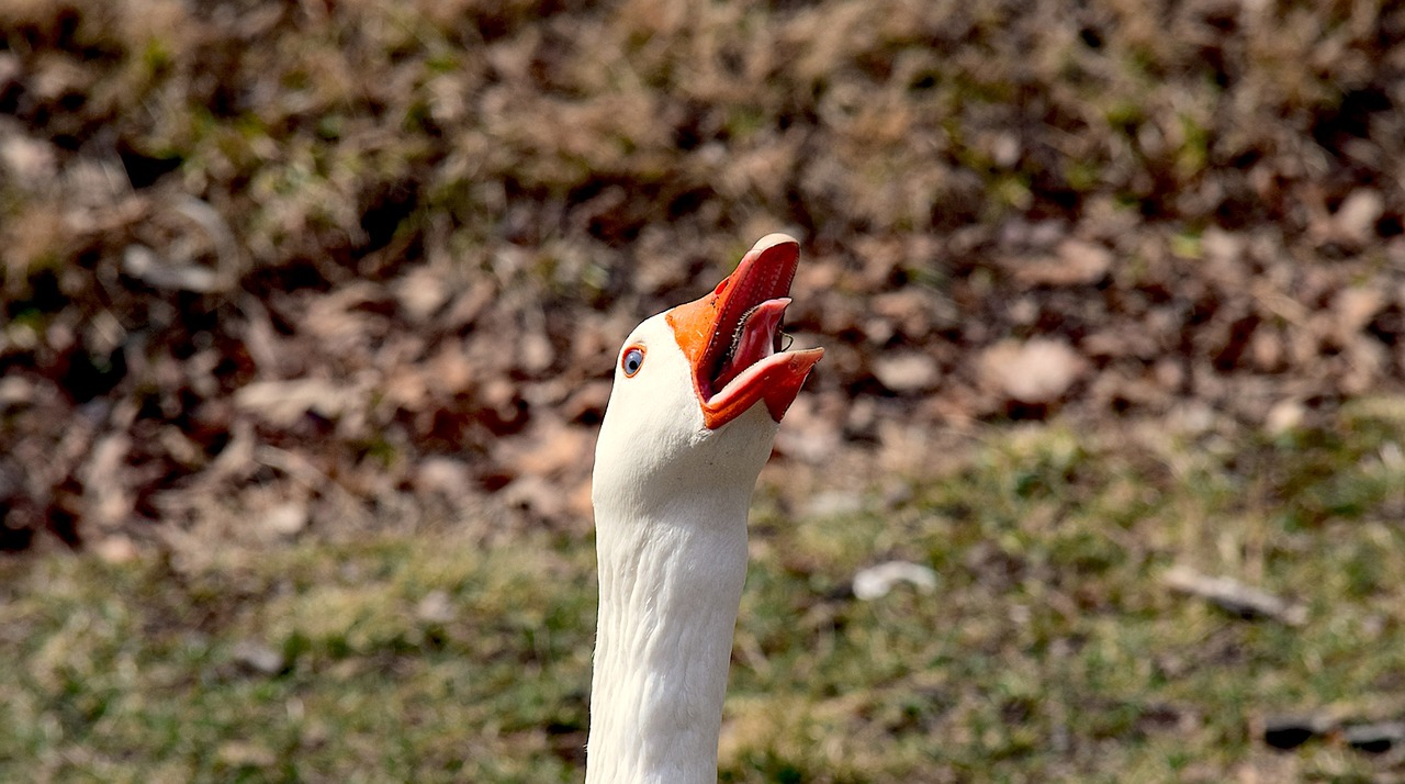 Žąsys, Honking, Saulėtas, Gamta, Paukštis, Vanduo, Vandens Paukščiai, Plunksna, Kaimas, Lauke