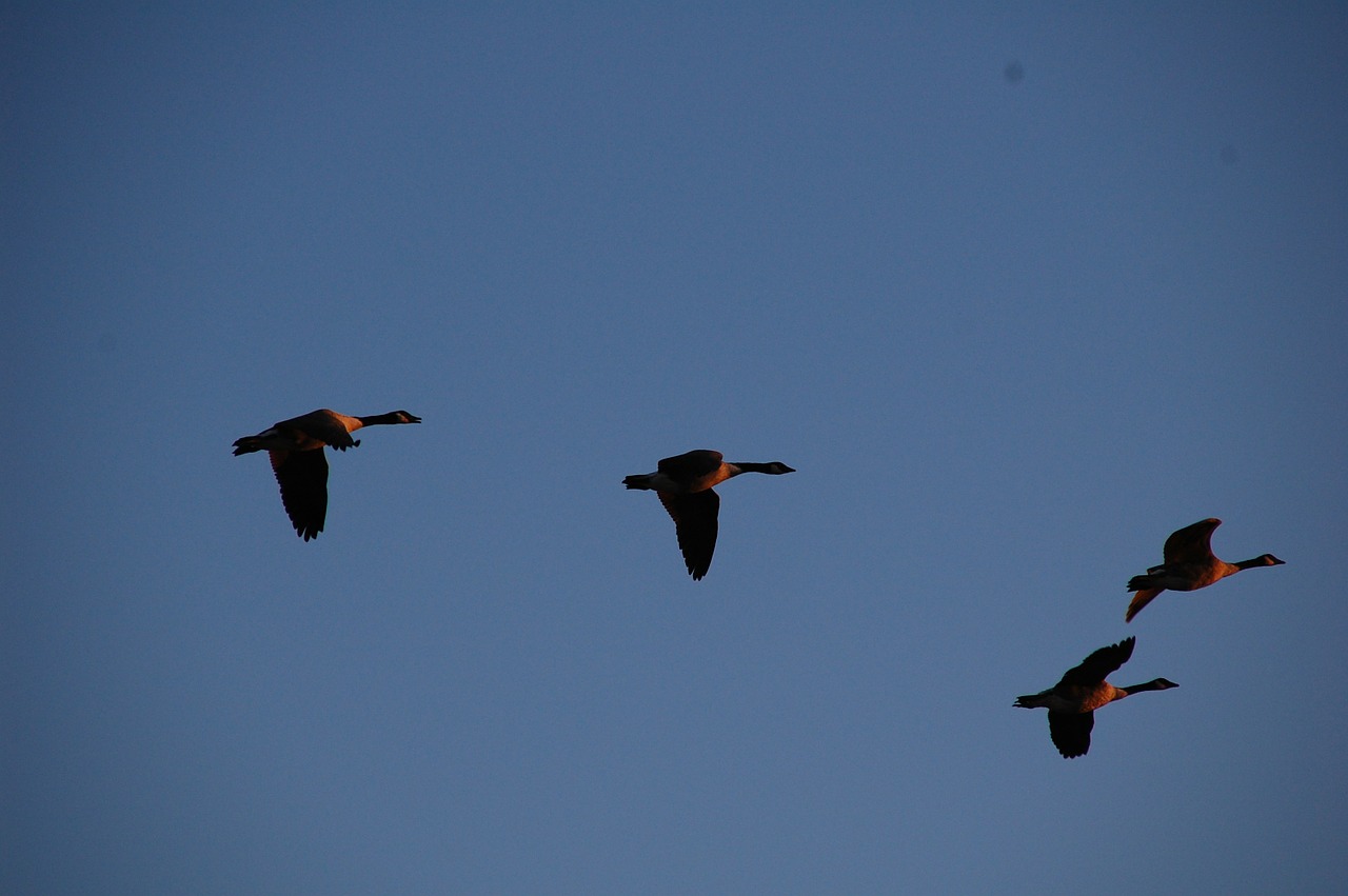 Žąsys, Skraidantis, Dangus, Migracija, Flock, Laukinė Gamta, Žąsis, Paukščiai, Skristi, Migruojantis