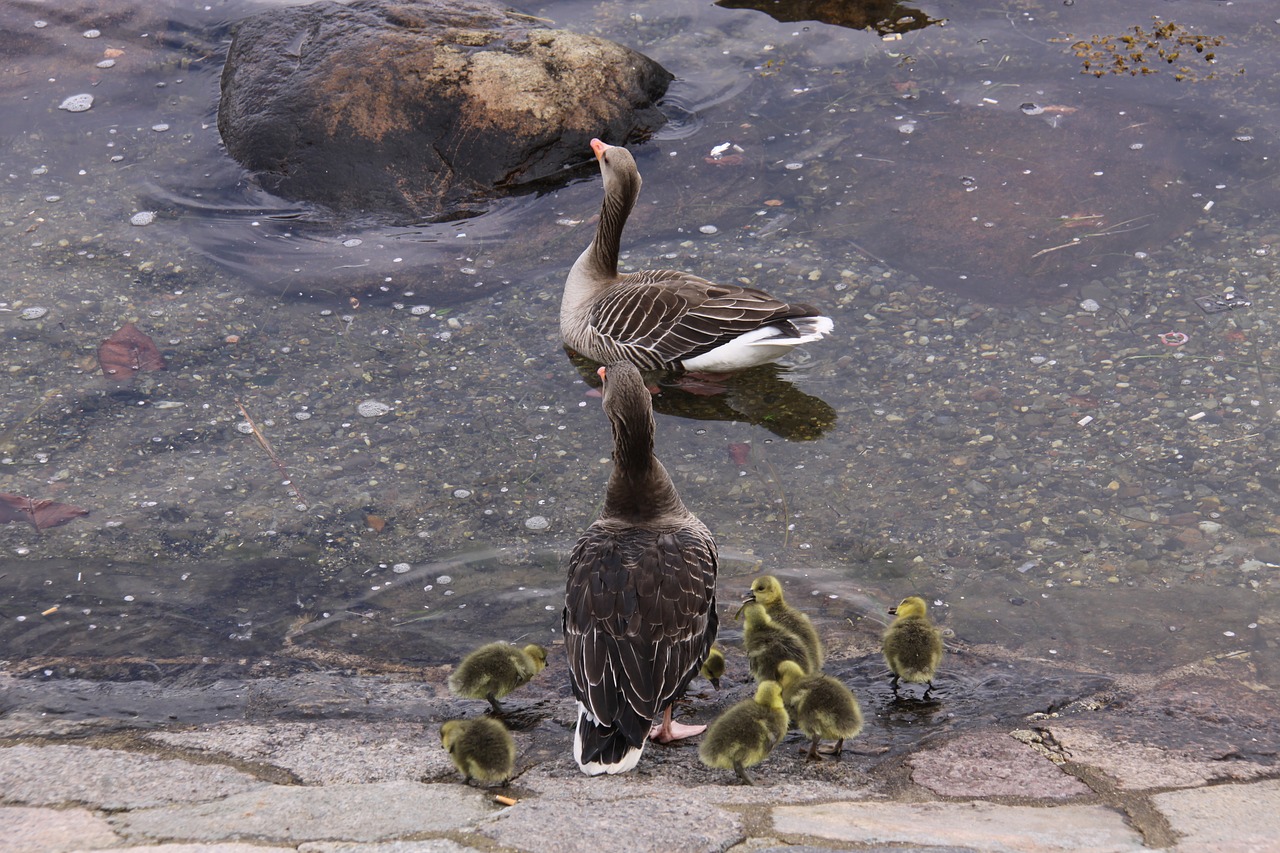 Žąsys, Goslings, Šeima, Paukščiai, Gyvūnai, Uostas, Vanduo, Jūra, Jauni Žmonės, Kūdikiai