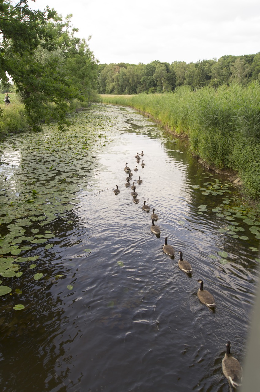 Žąsys, Upė, Gamta, Stulpelis, Paukštis, Nemokamos Nuotraukos,  Nemokama Licenzija