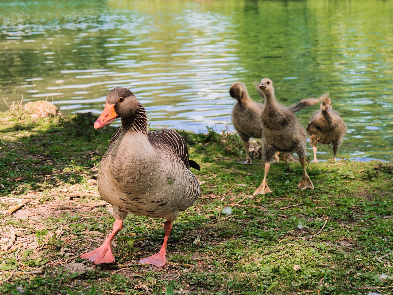 Žąsų,  Pilka Žąsų,  Vandens Paukščiai,  Gamta, Nemokamos Nuotraukos,  Nemokama Licenzija