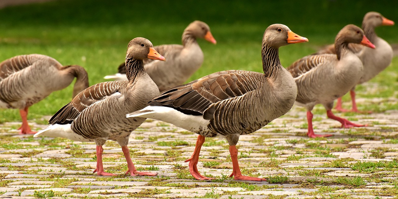 Žąsų,  Laukinių Žąsų,  Vandens Paukščiai,  Grupė,  Žąsų-Simbolis,  Paleisti,  Paukštis,  Pobūdį,  Naminių Paukščių,  Laukinės Žąsys